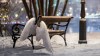 <em>It's A Wonderful Life</em> opera to have UK premiere in ENO season