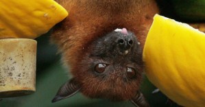 Bat interrupts stage show – audience members think it's part of the performance