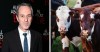 Ivo van Hove casts two cows in latest production