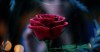 First look at Disney's live-action film <em>Beauty and the Beast</em>