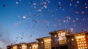 Pigeons in performance: Duke Riley explains how Fly By Night took to the skies