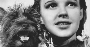 A new <em>Wizard of Oz</em> film is being made from the perspective of Toto