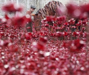 <em>War Horse</em> star Joey visits Tower of London poppies