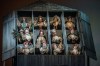 The Cunning Little Vixen (Peacock Theatre)