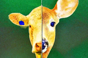 cowde