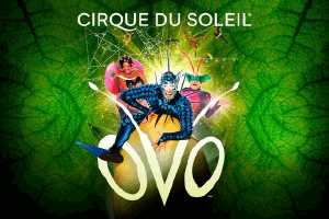 Cirque du Soleil: OVO