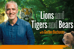 lions and tigers and bears 300x200