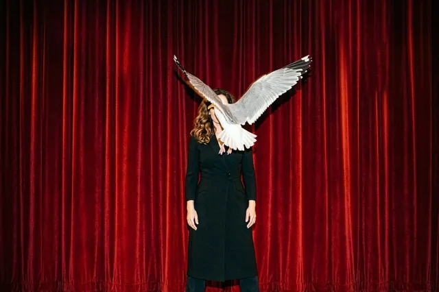 the seagull pohot the seagull pohot